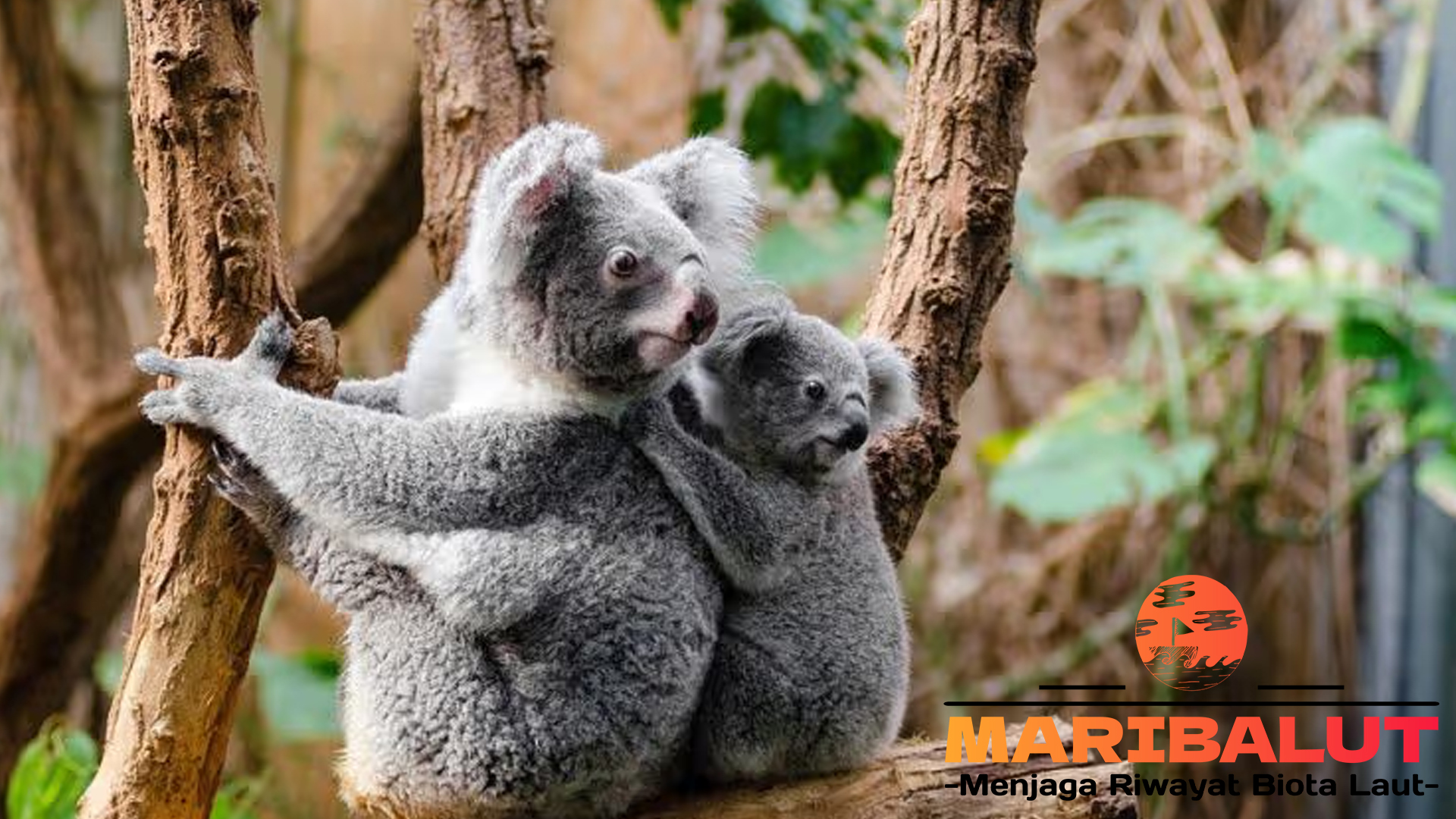 Koala: Si Pemalas Menggemaskan dengan Kebiasaan Unik