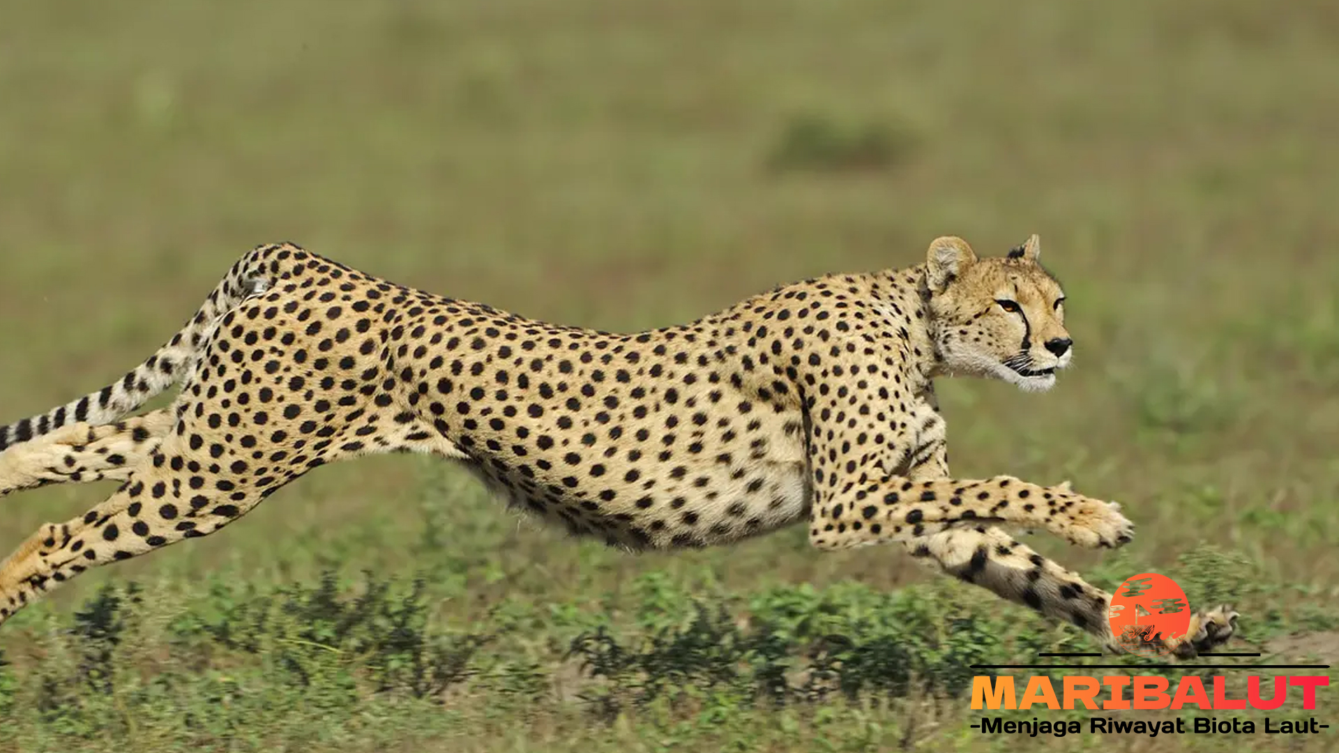 Pahlawan Liar: Menyusuri Kehidupan Cheetah di Habitat Aslinya