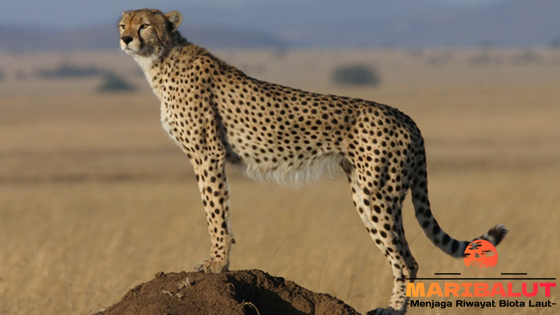 Pahlawan Liar: Menyusuri Kehidupan Cheetah di Habitat Aslinya
