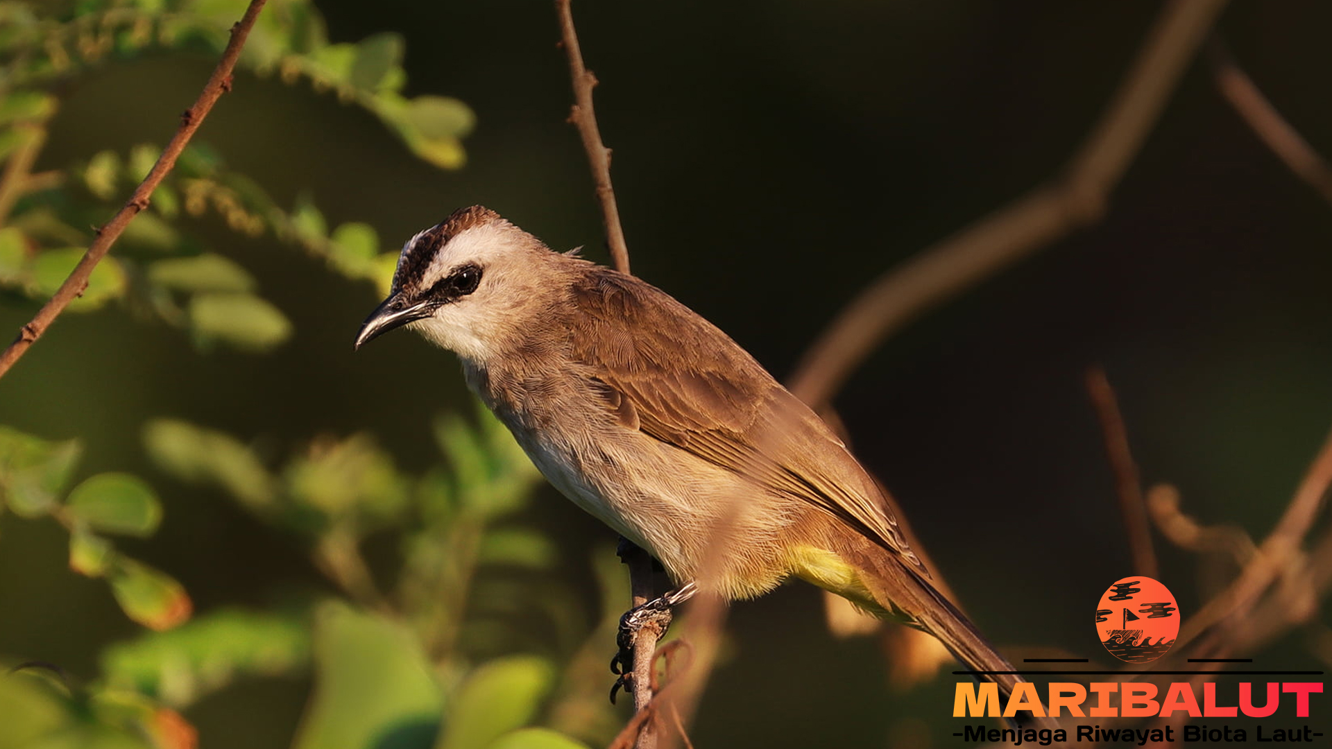 Habitat dan Makanan Favorit Burung Merbah Cerukcuk di Alam
