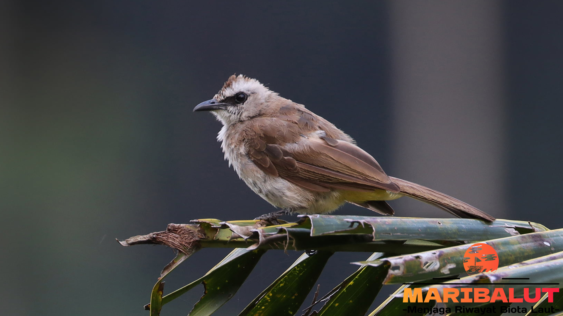 Habitat dan Makanan Favorit Burung Merbah Cerukcuk di Alam