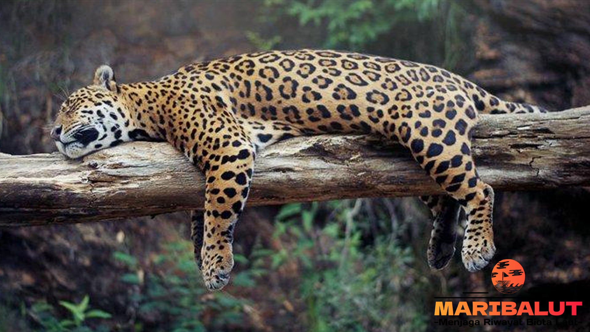 Jaguar: Pemburu Tak Terhentikan di Hutan Tropis