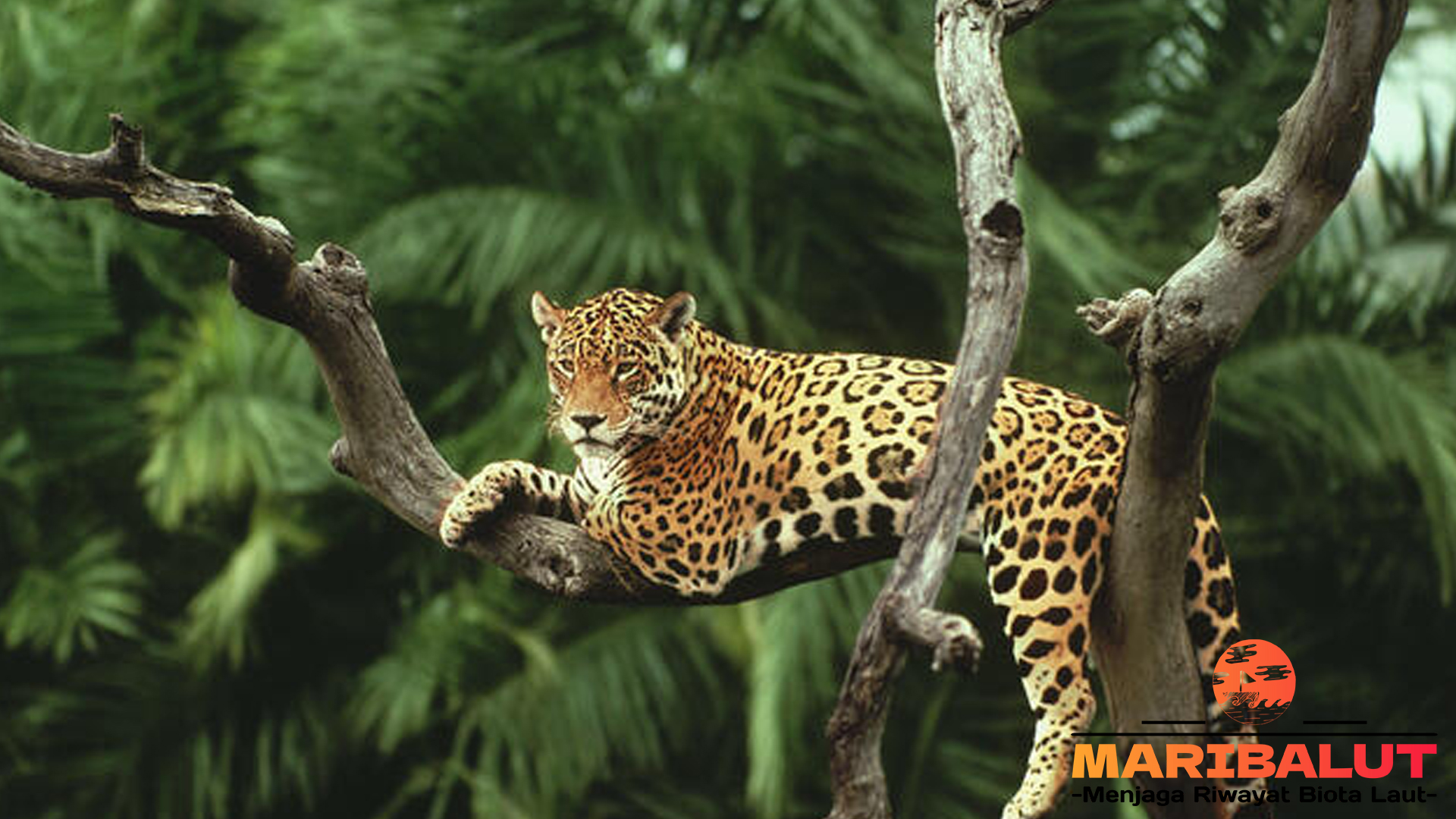 Jaguar: Pemburu Tak Terhentikan di Hutan Tropis