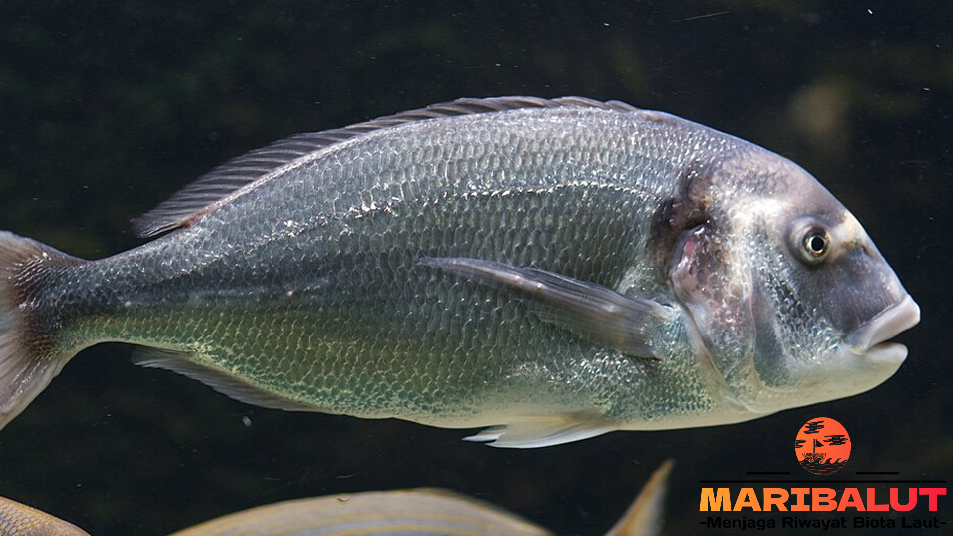 Sparidae: Ikan Bernilai Tinggi di Pasar Perikanan Global
