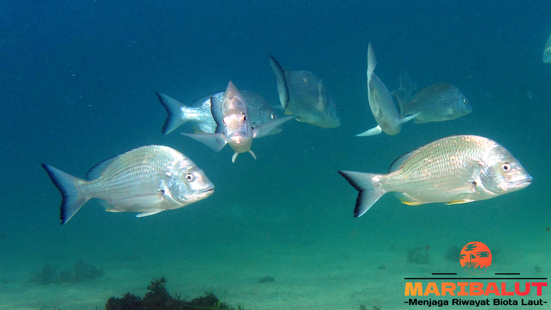 Sparidae: Ikan Bernilai Tinggi di Pasar Perikanan Global