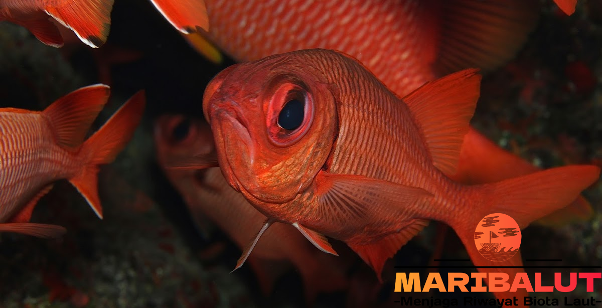 Ikan Myriptristis: Keindahan dan Keunikan Spesies Laut yang Menakjubkan