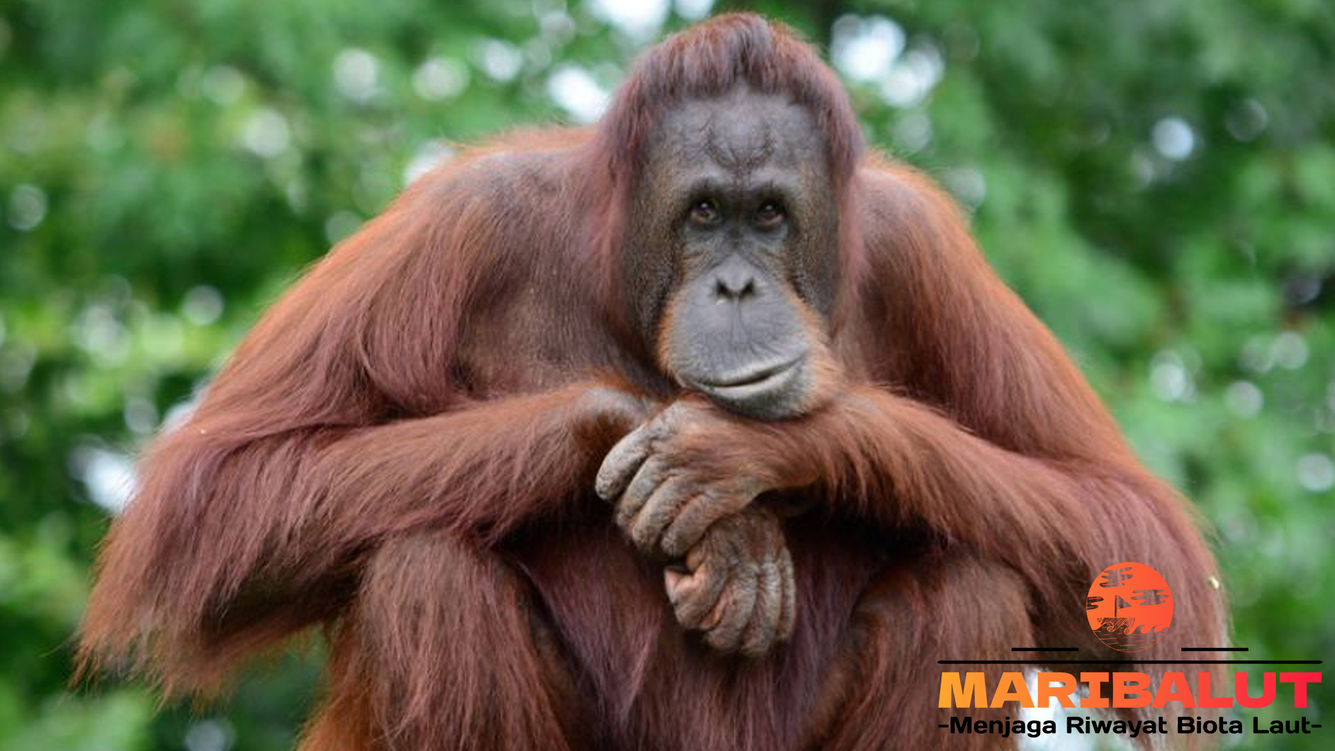 Orangutan di Kalimantan dan Sumatra: Spesies yang Terancam