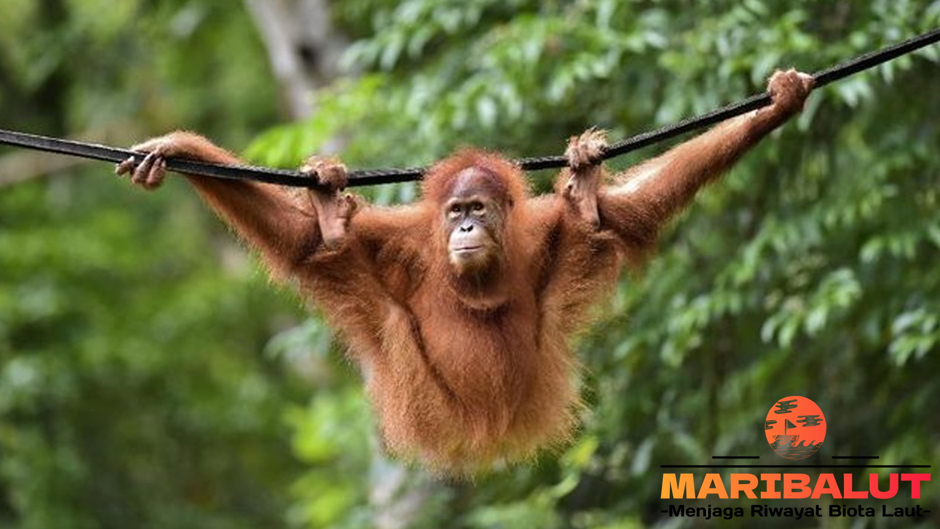 Orangutan di Kalimantan dan Sumatra: Spesies yang Terancam