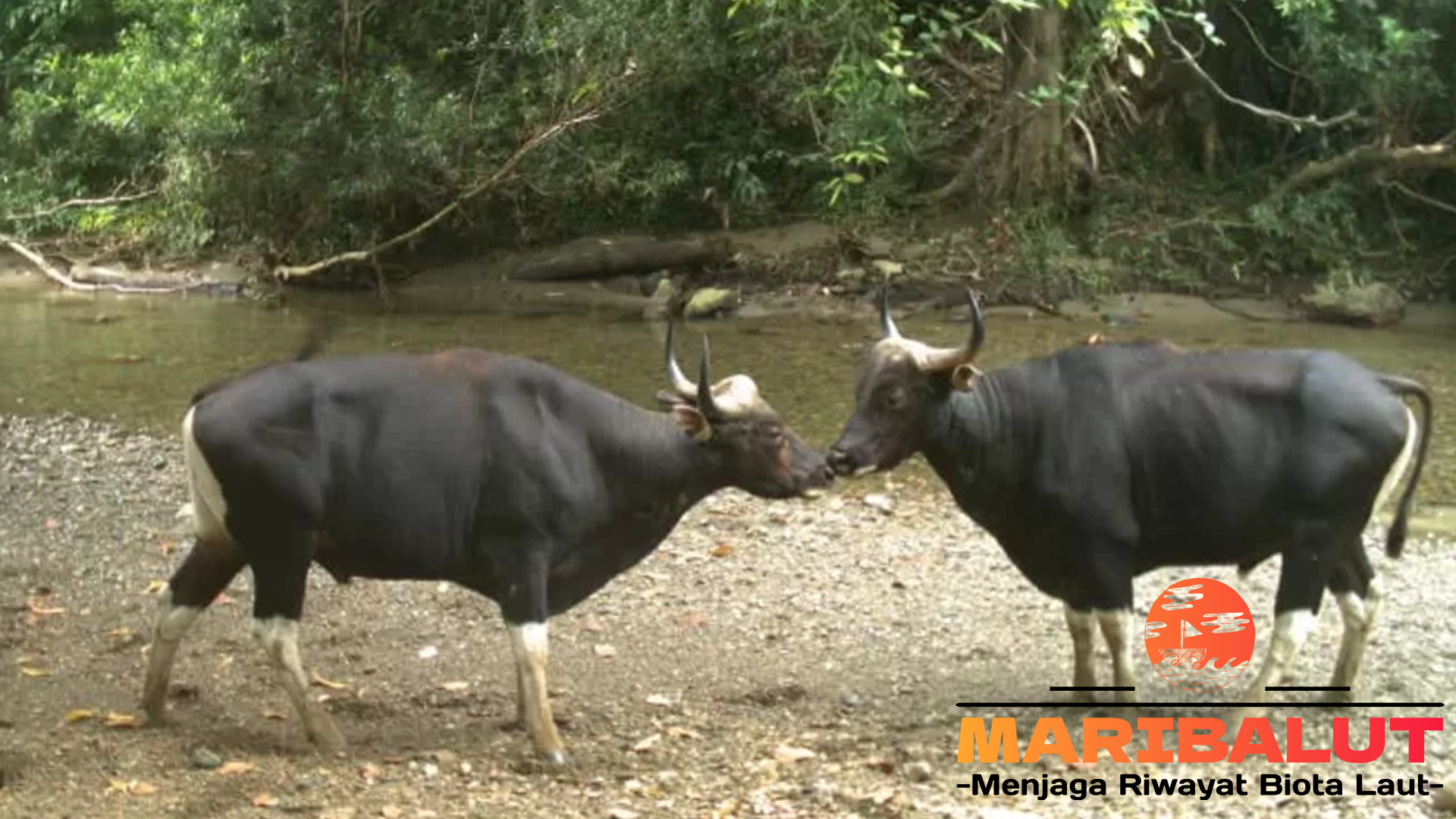 Keberanian Banteng: Bagaimana Mereka Beradaptasi di Alam Liar