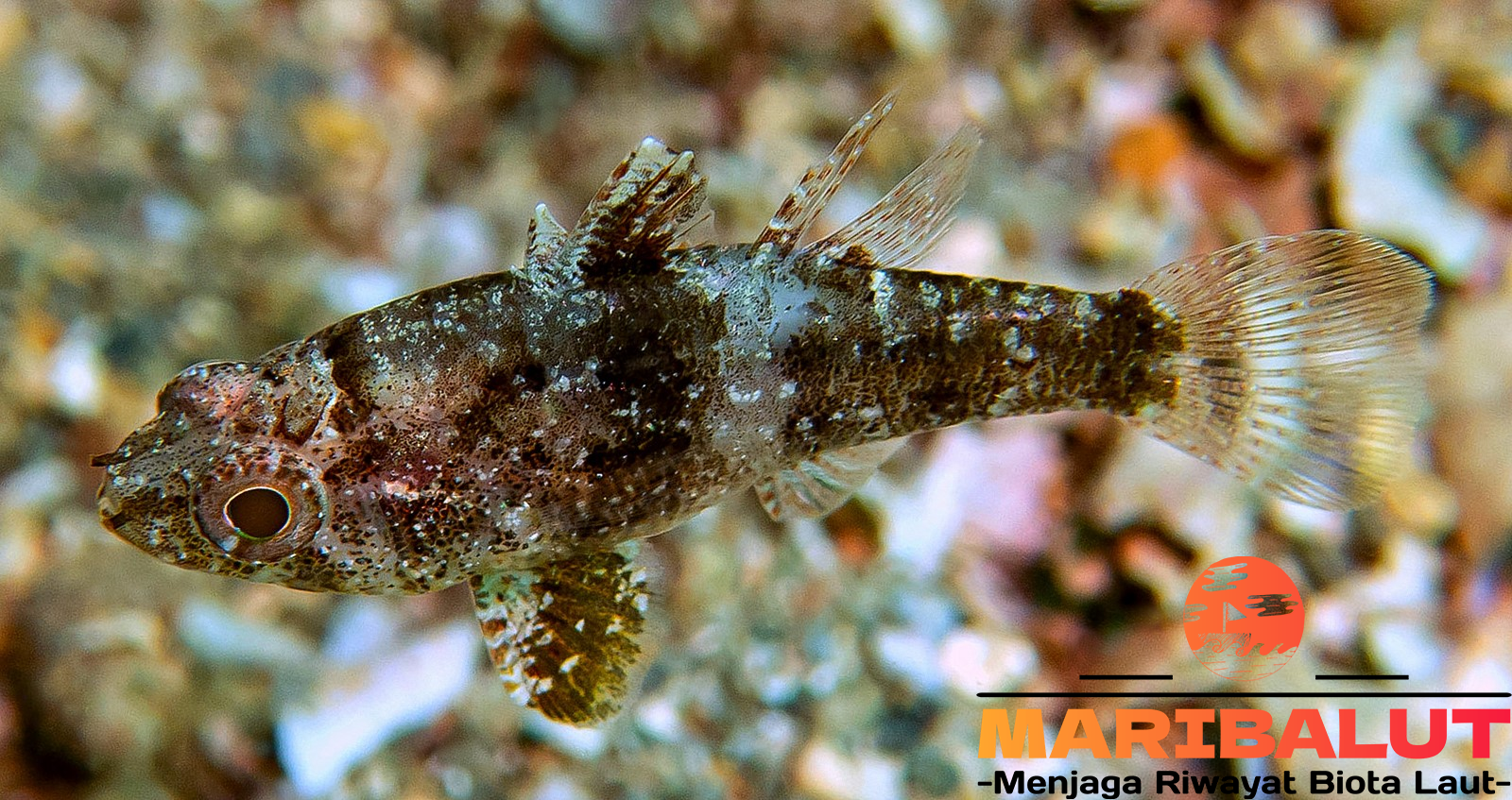 Ikan Foa Fo di Alam: Mengenal Habitat Asli dan Lingkungan Hidupny