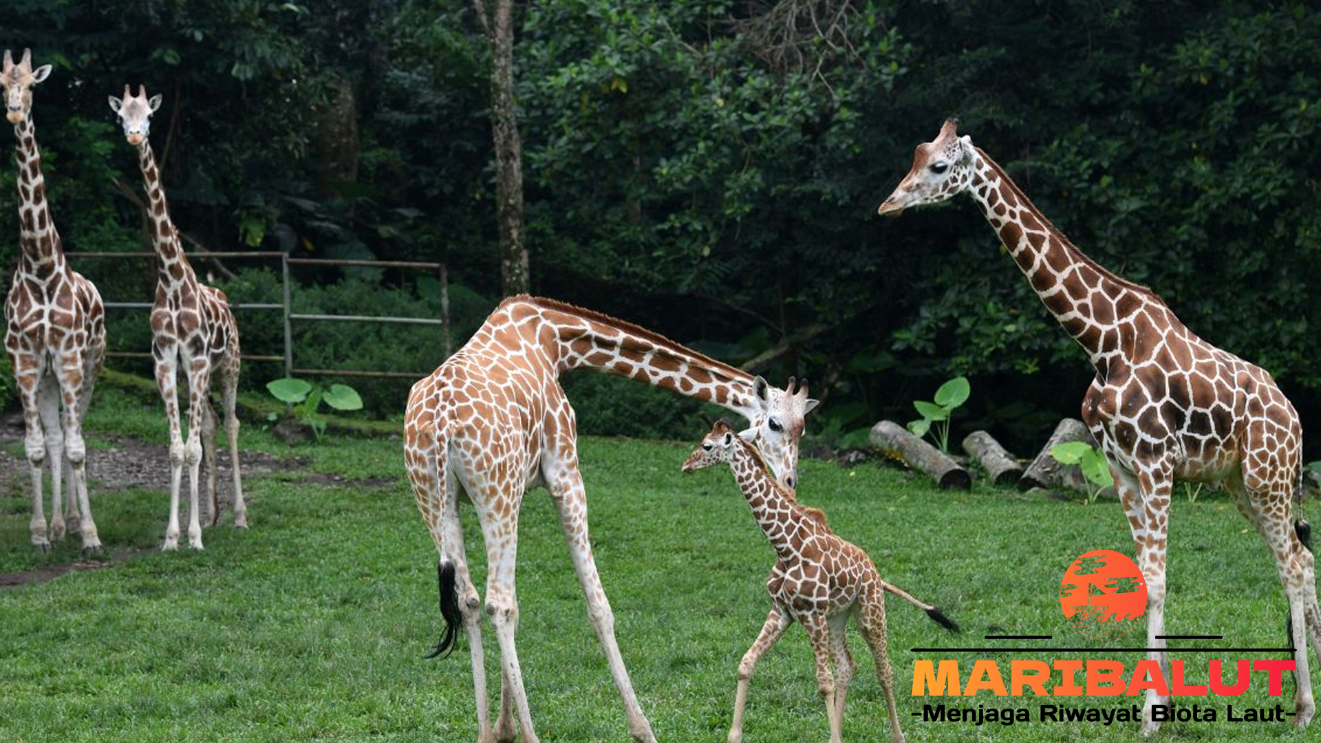 Menyaksikan Jerapah dalam Keberagaman Habitat Alaminya