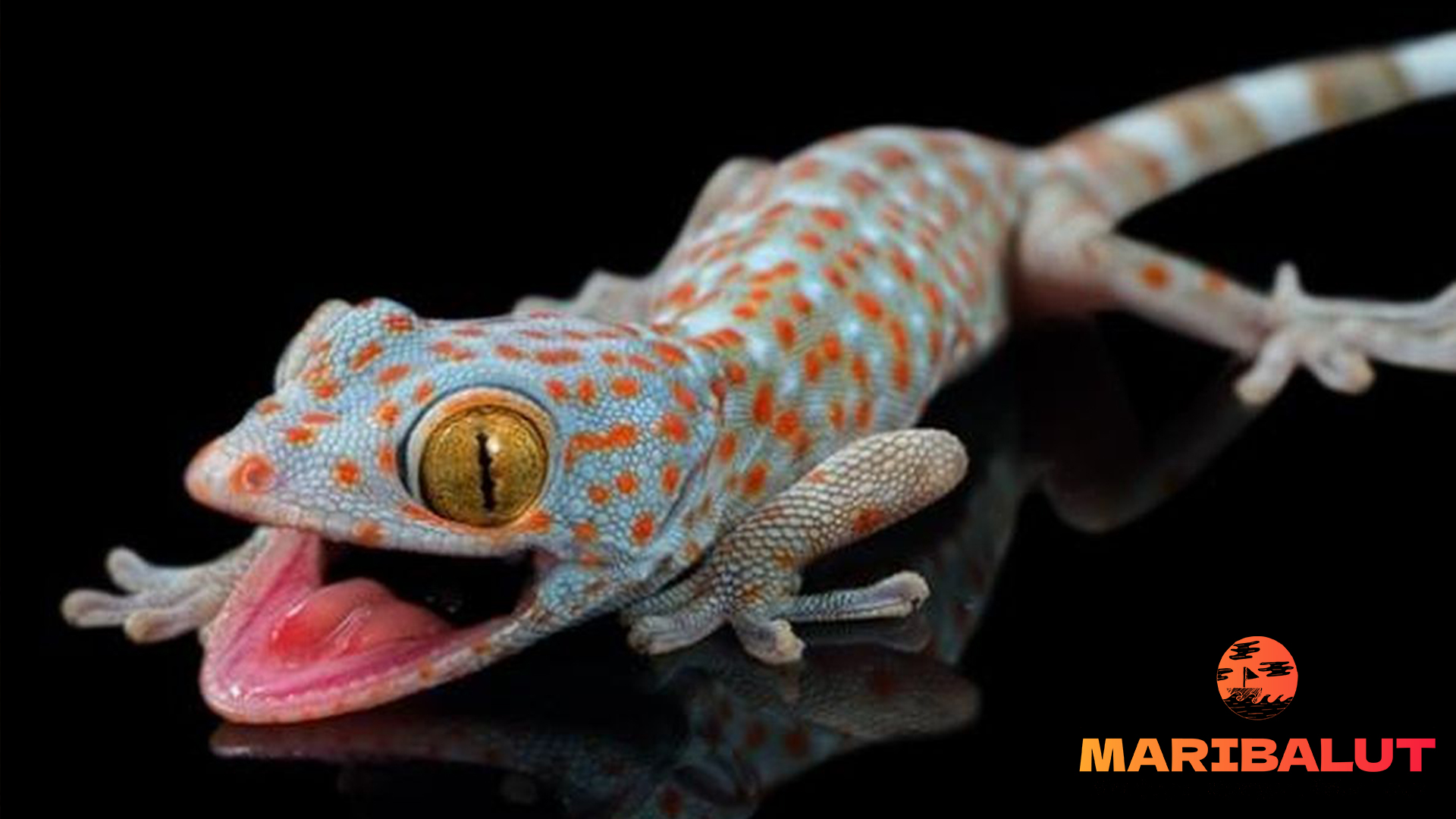 Tokek: Kamuflase Alami yang Menakjubkan