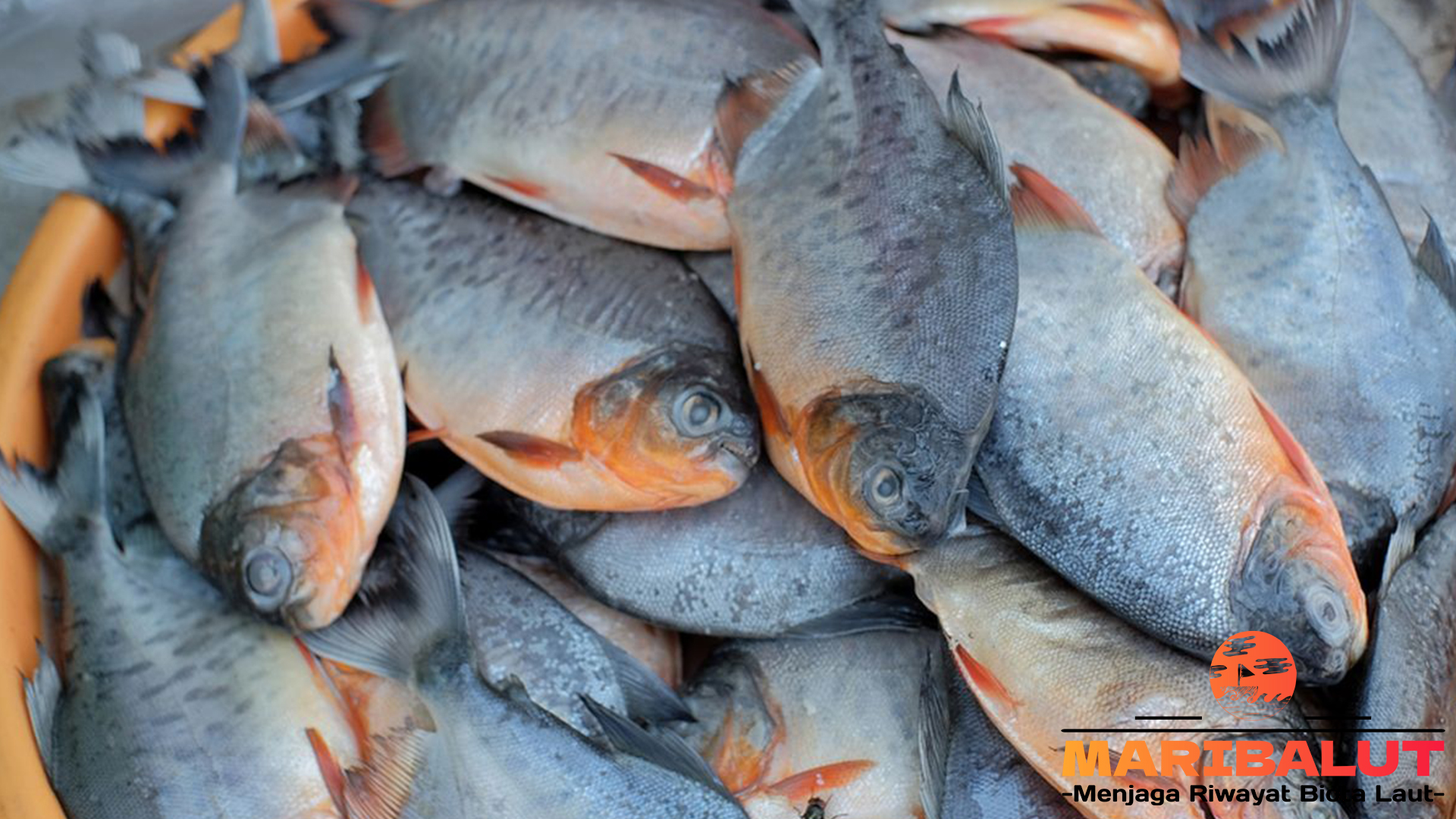 Ikan Bawal Laut: Mengapa Jadi Primadona Lautan