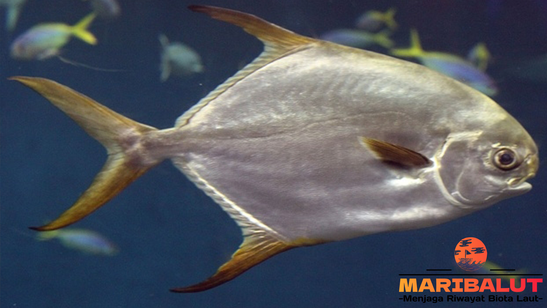 Ikan Bawal Laut: Mengapa Jadi Primadona Lautan