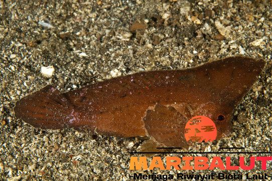 Ikan Ablabys Macracanthus: Spesies Langka dengan Daya Tarik Luar Biasa
