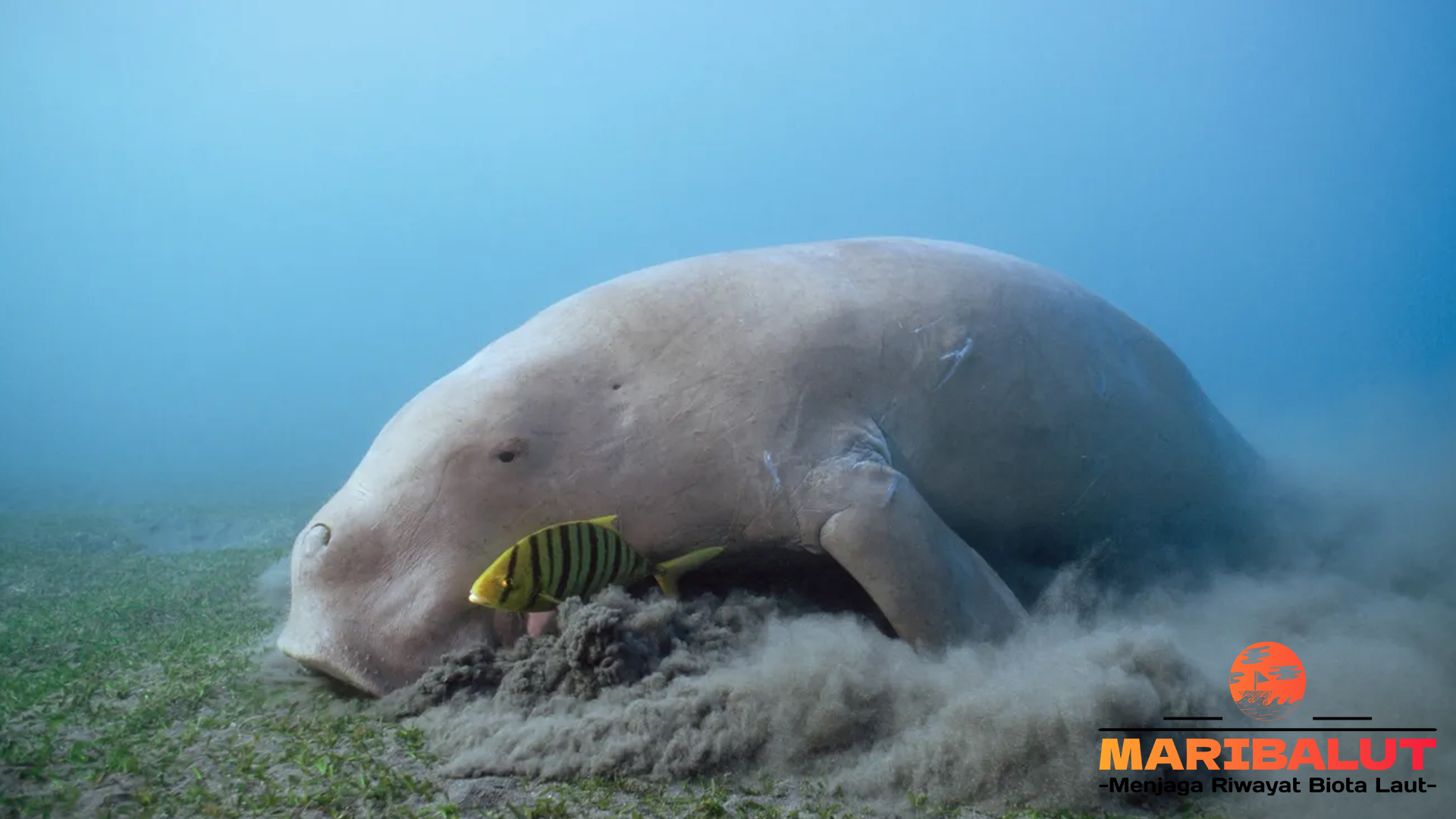 Dugong: Mamalia Laut yang Terancam Punah