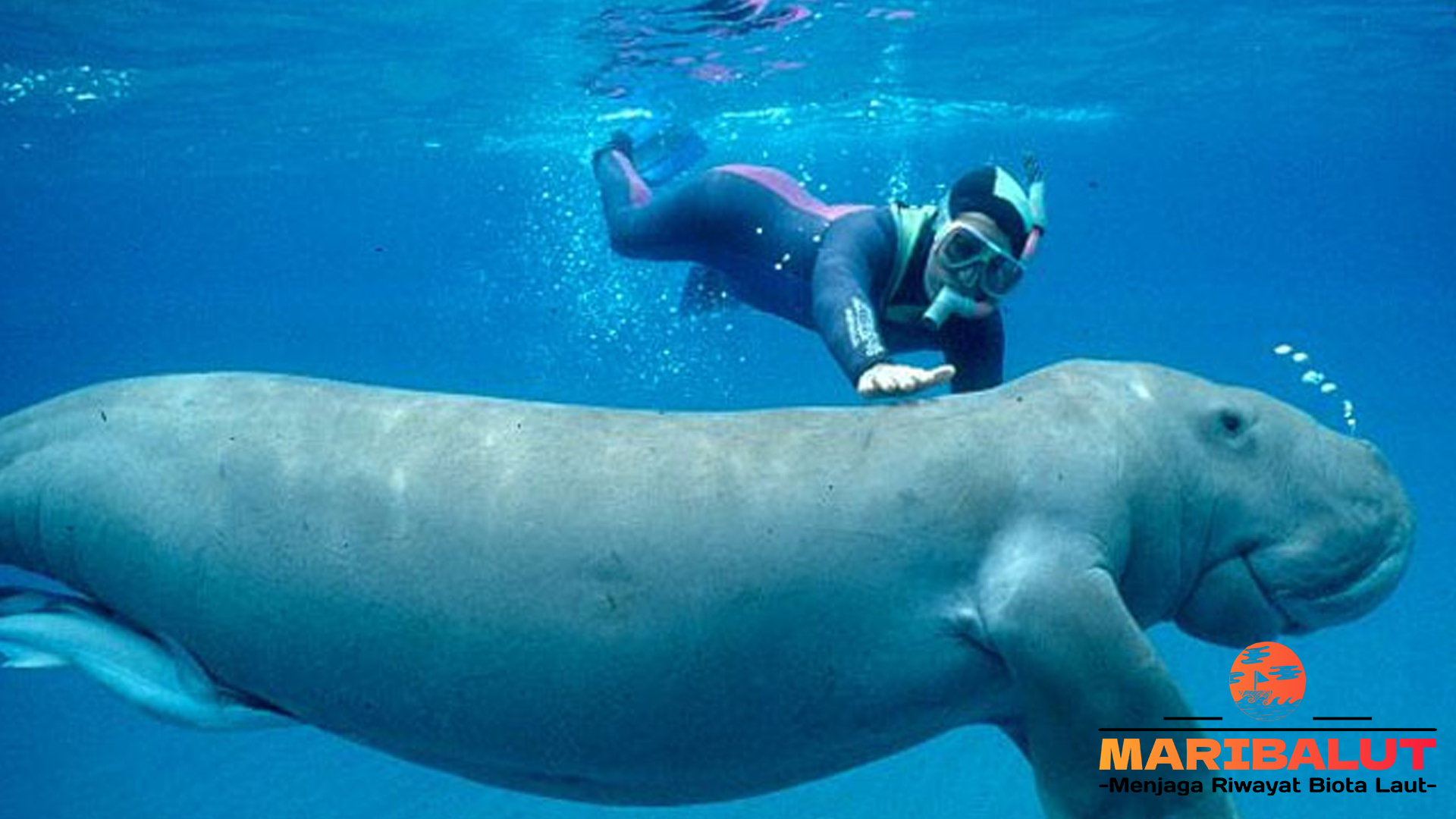 Dugong: Mamalia Laut yang Terancam Punah