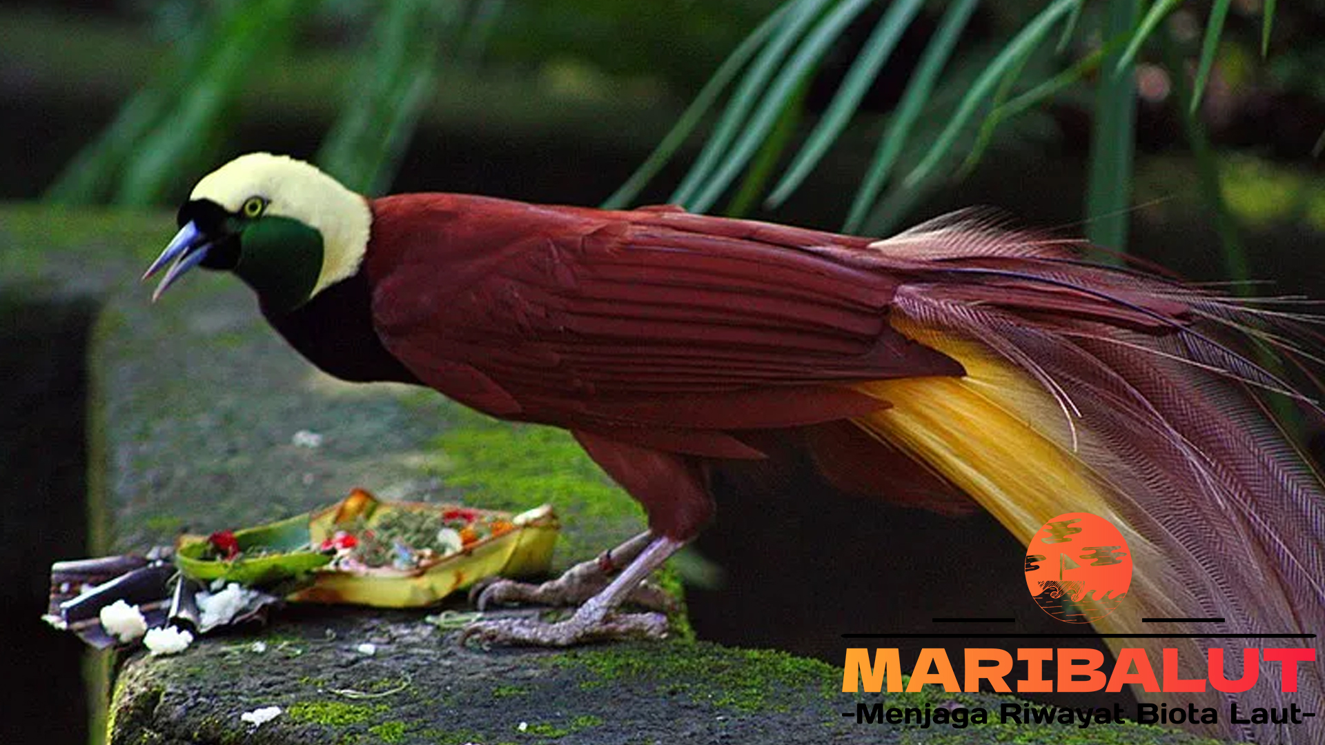 Melihat Keindahan Hwan Burung Cendrawasih dari Dekat