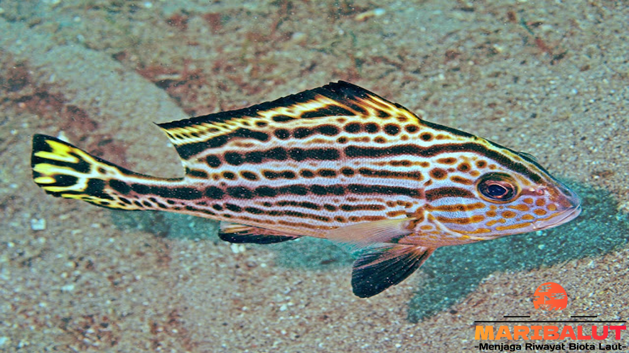 Ikan Diagramma: Keindahan dan Keunikan yang Harus Anda Ketahui