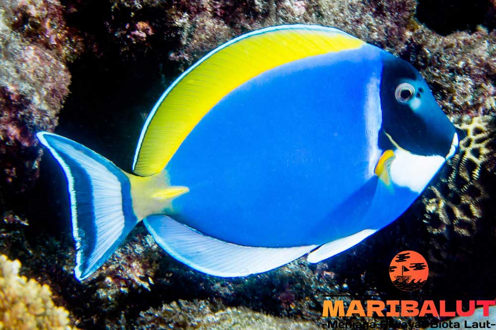 Ikan Acanthurus Leucosternon: Mengenal Lebih Dekat Si Pahlawan Terumbu Karang