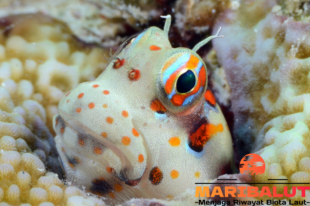 Blenniella Chrysospilos: Fakta Menarik tentang Ikan Langka yang Hidup di Laut Indonesia