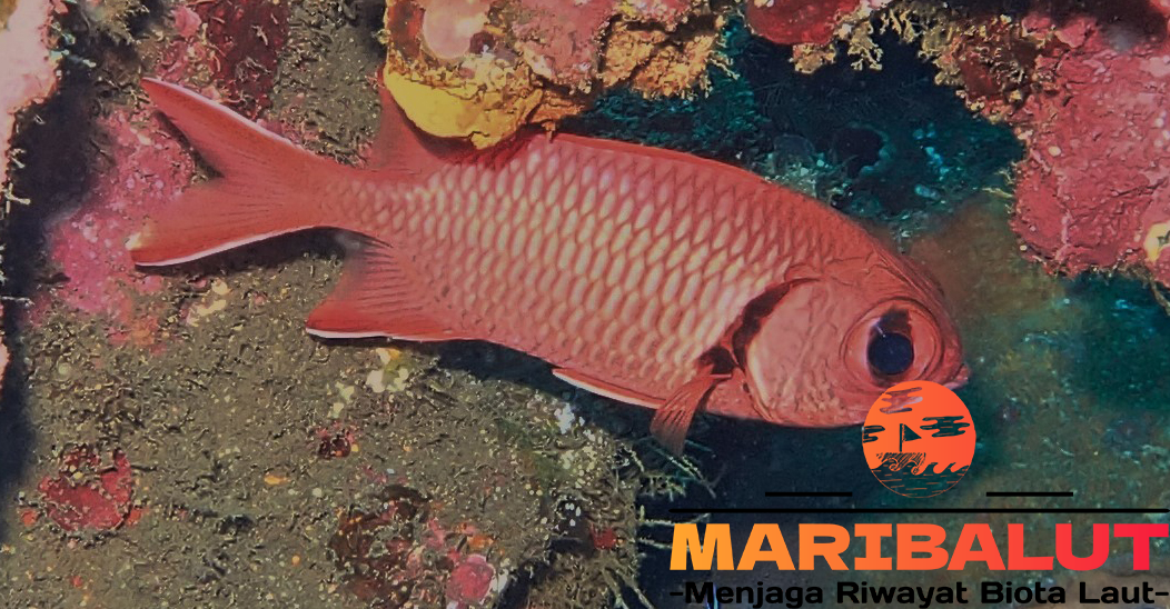 Ikan Myriptristis: Keindahan dan Keunikan Spesies Laut yang Menakjubkan