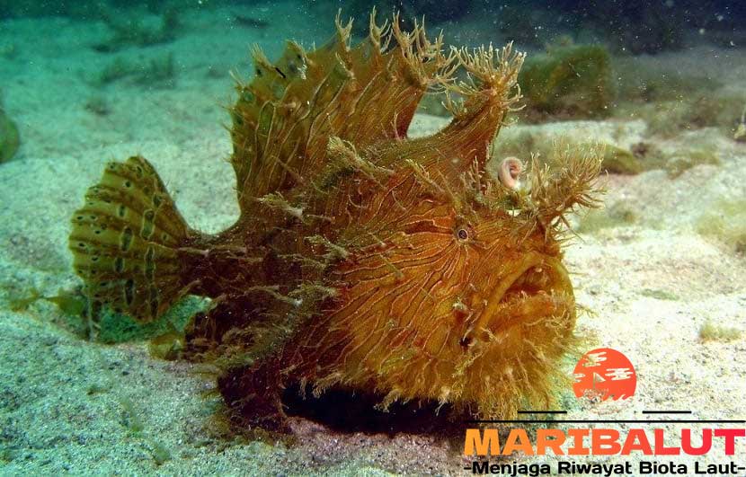 Ikan Kodok Laut: Fakta Menarik dan Keunikan Makhluk Laut yang Jarang Diketahui