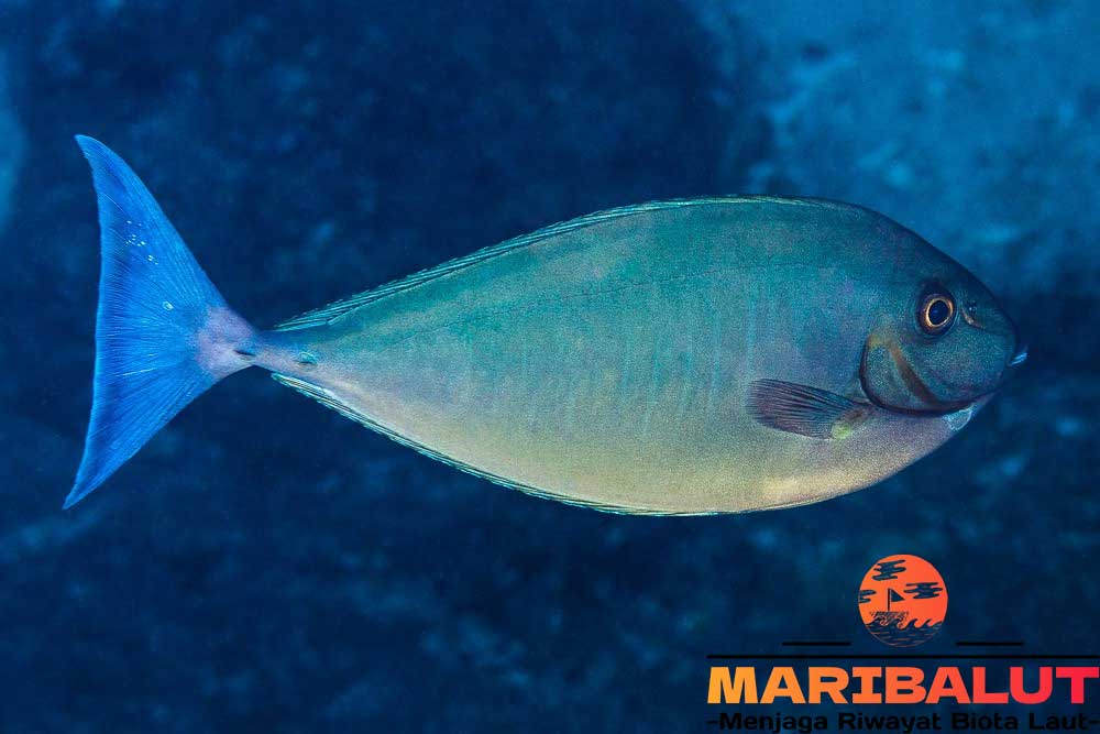 Ikan Naso Hexacanthus: Keindahan Laut yang Jarang Diketahui