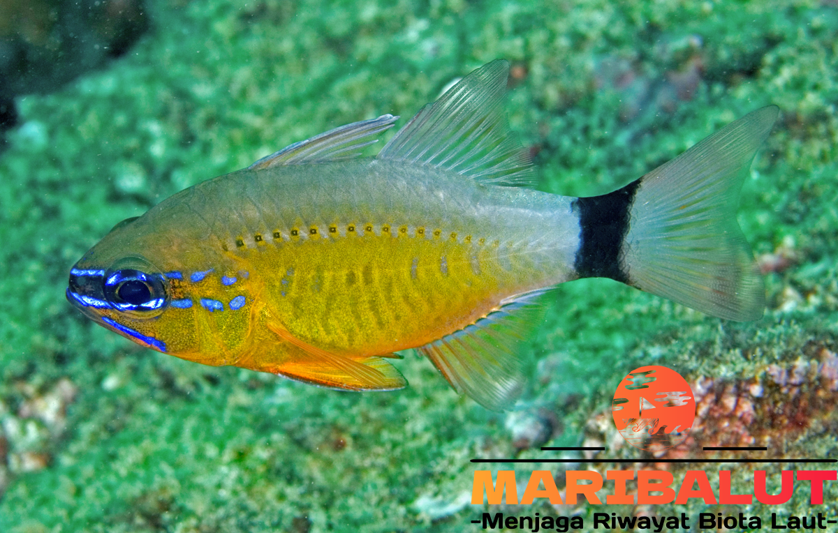 Ostorhinchus Aureus: Fakta Menarik Tentang Ikan Ostorhinchus Aureus yang Wajib Anda Ketahui
