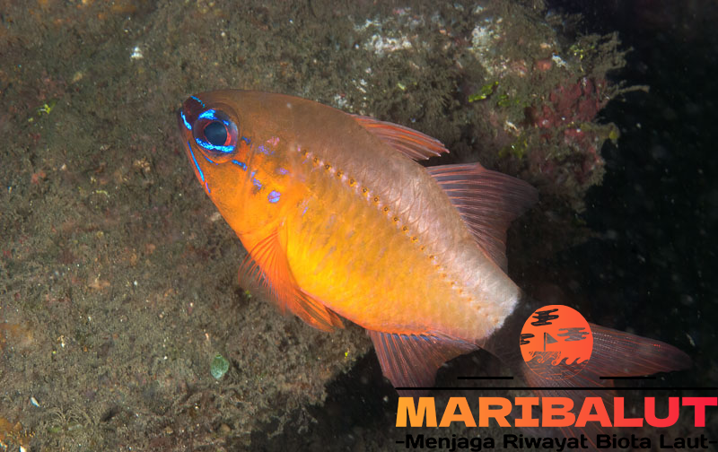 Ostorhinchus Aureus: Fakta Menarik Tentang Ikan Ostorhinchus Aureus yang Wajib Anda Ketahui