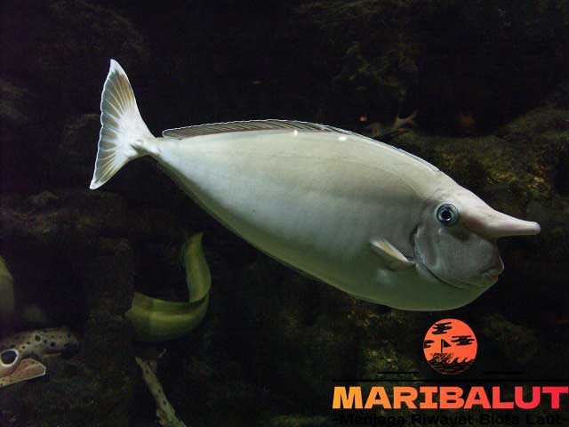 Ikan Naso Annulatus: Keindahan dan Fakta Menarik Tentang Spesies Ini