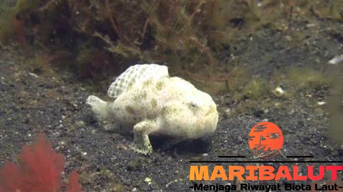 Ikan Kodok Laut: Fakta Menarik dan Keunikan Makhluk Laut yang Jarang Diketahui