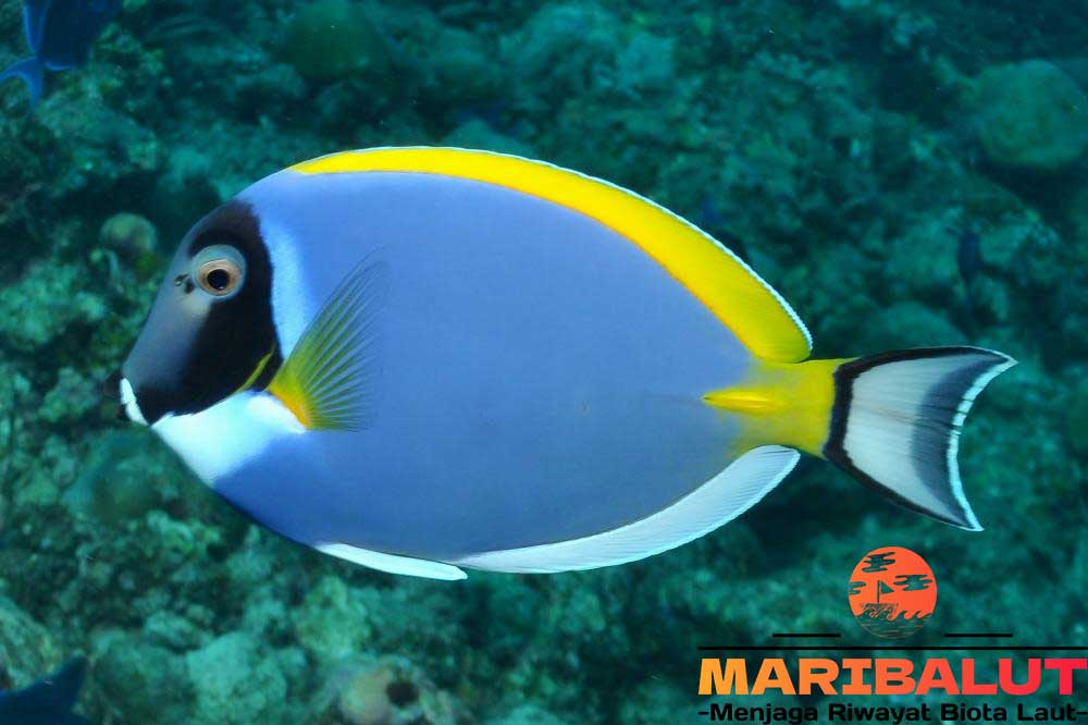 Ikan Acanthurus Leucosternon: Mengenal Lebih Dekat Si Pahlawan Terumbu Karang