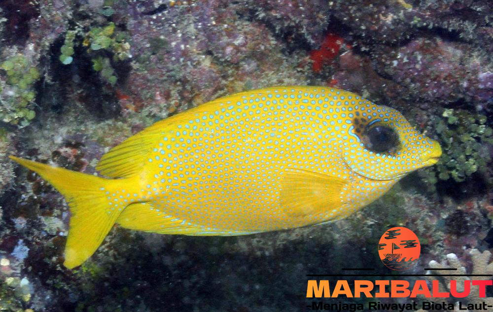 Ikan Siganus Corallinus: Menyelami Kehidupan Lautan yang Menakjubkan