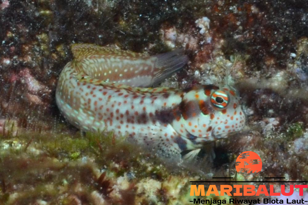Blenniella Chrysospilos: Fakta Menarik tentang Ikan Langka yang Hidup di Laut Indonesia
