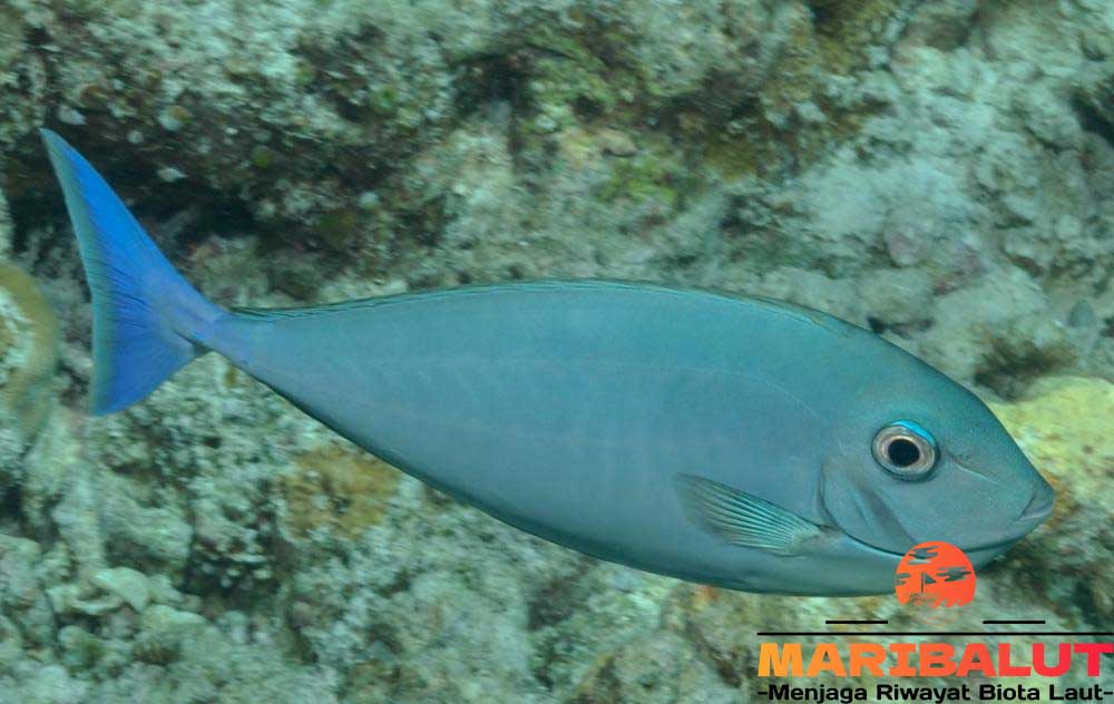 Ikan Naso Hexacanthus: Keindahan Laut yang Jarang Diketahui