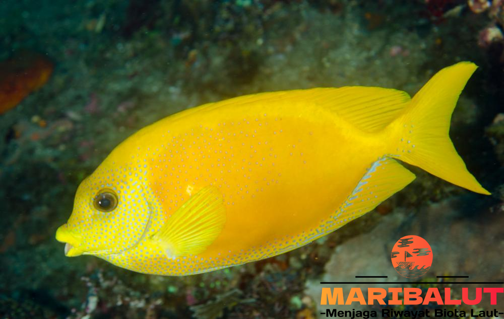 Ikan Siganus Corallinus: Menyelami Kehidupan Lautan yang Menakjubkan