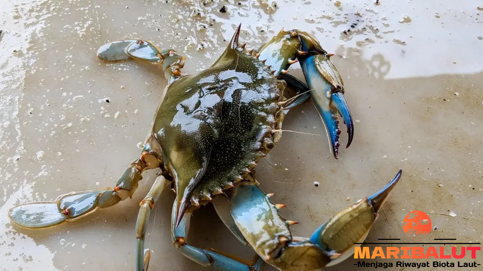 Keajaiban Kepiting: Peran Pentingnya dalam Lautan Dunia