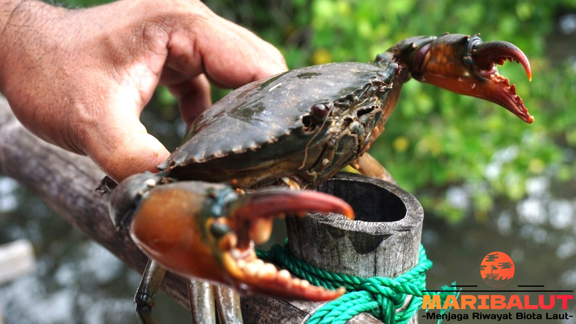 Keajaiban Kepiting: Peran Pentingnya dalam Lautan Dunia