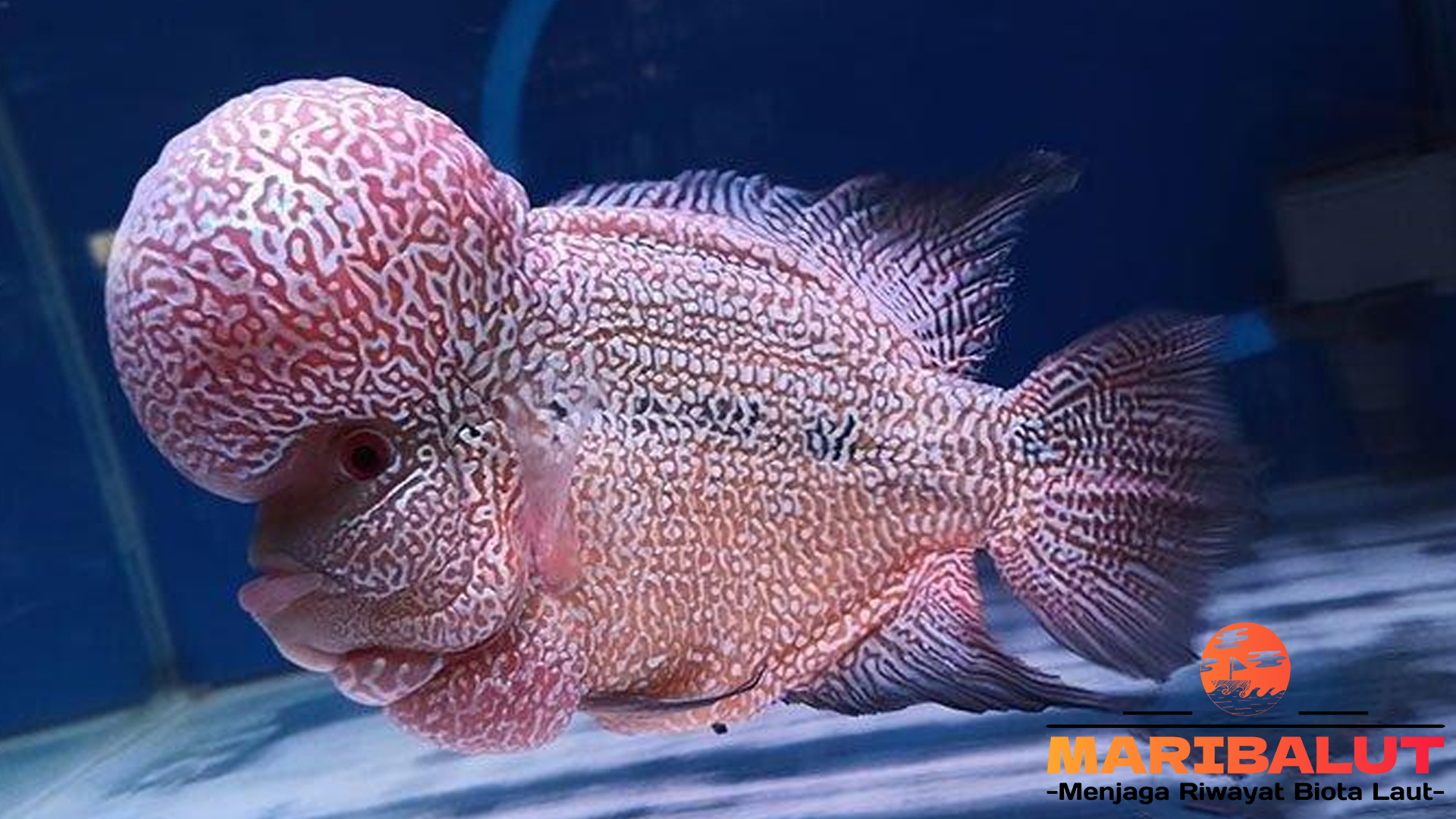 Ikan Louhan: Keunikan dan Pesona Ciri-ciri Fisik yang Mempesona
