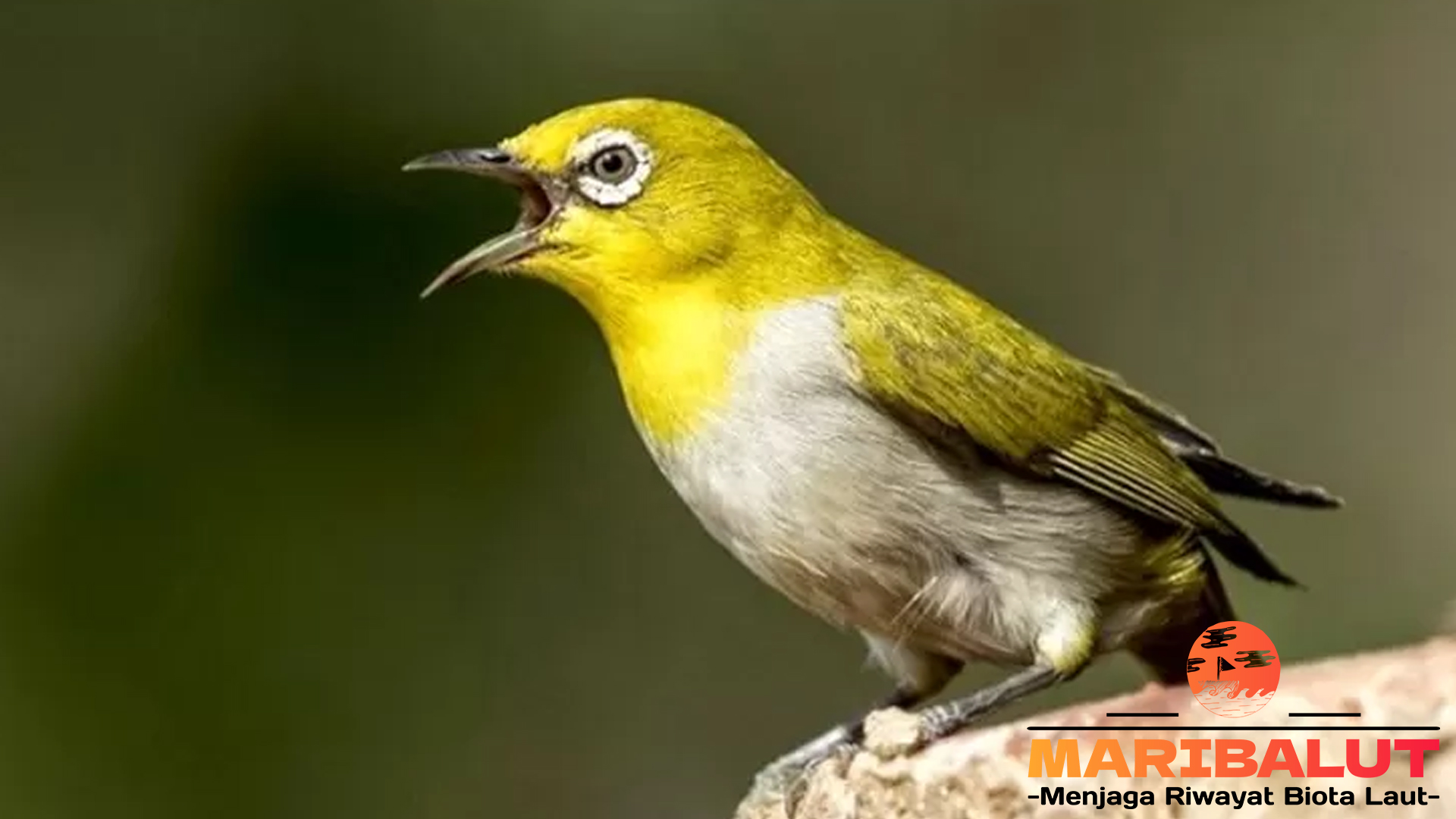 Keistimewaan Burung Pleci: Kicauan Merdu dari Sang Penghibur