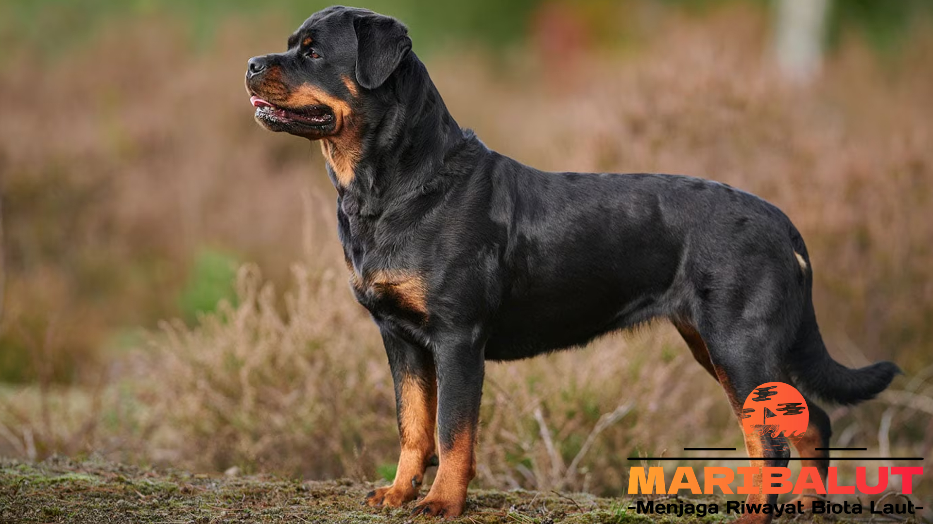 Fakta Unik Tentang Rottweiler yang Mungkin Belum Anda Ketahui