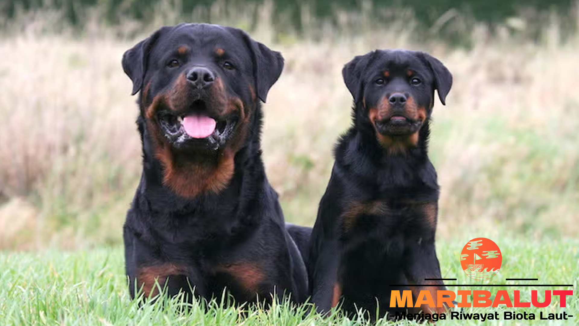 Fakta Unik Tentang Rottweiler yang Mungkin Belum Anda Ketahui