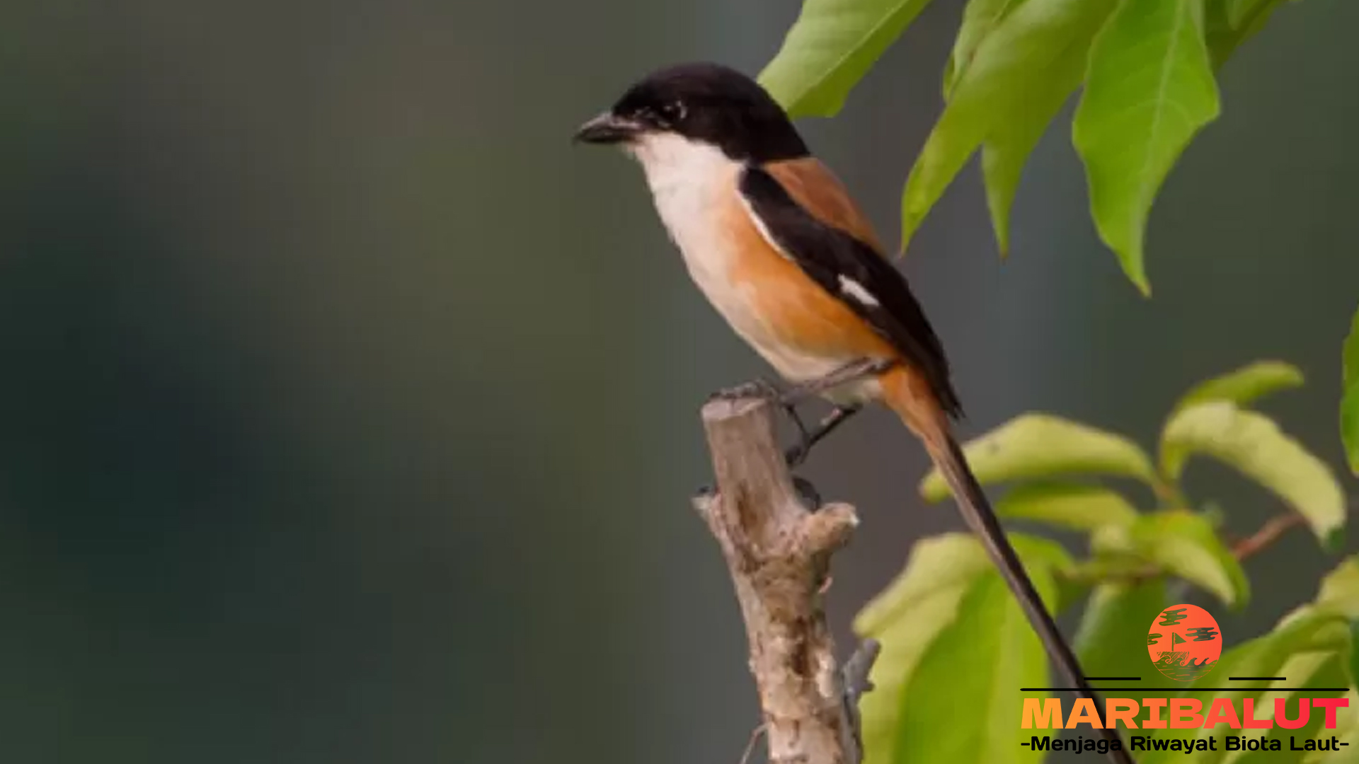 Burung Pentet dalam Budaya Lokal: Simbol dan Cerita Rakyat