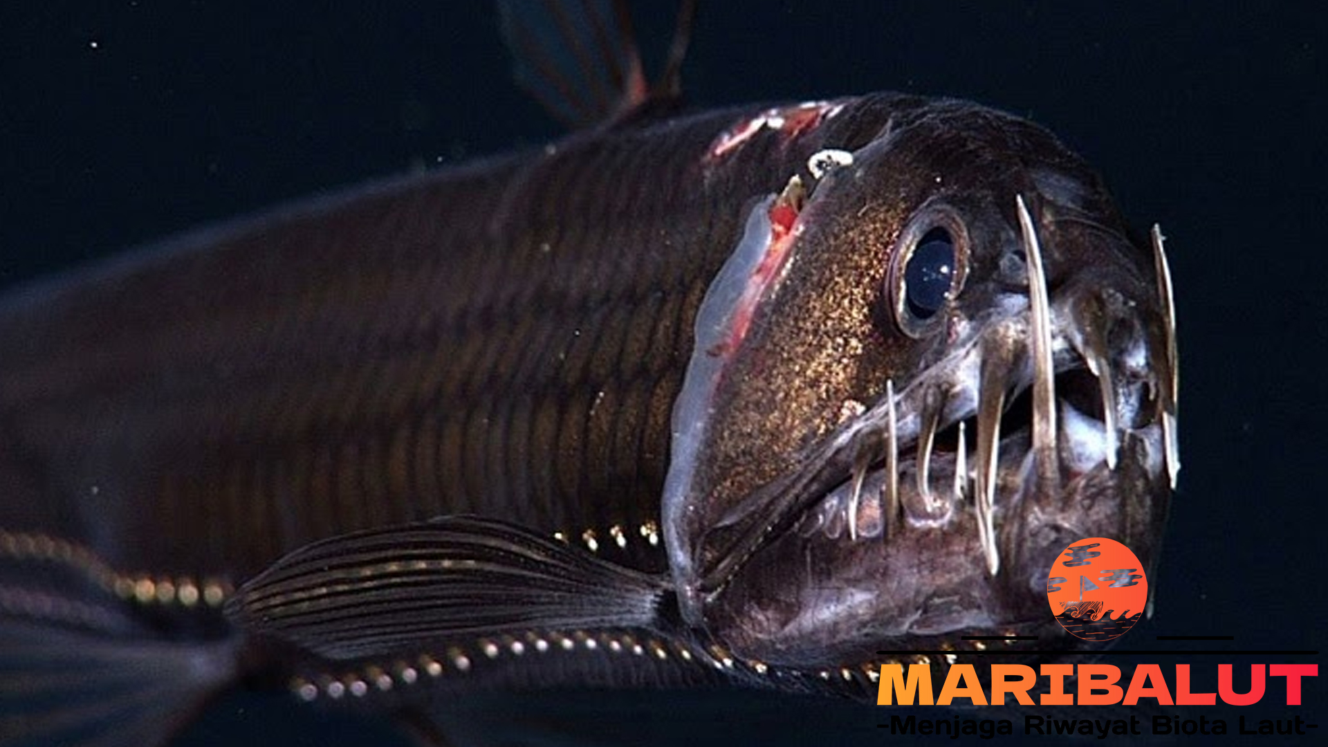 Ikan Viper Sloane: Makhluk Laut Dalam yang Menakjubkan