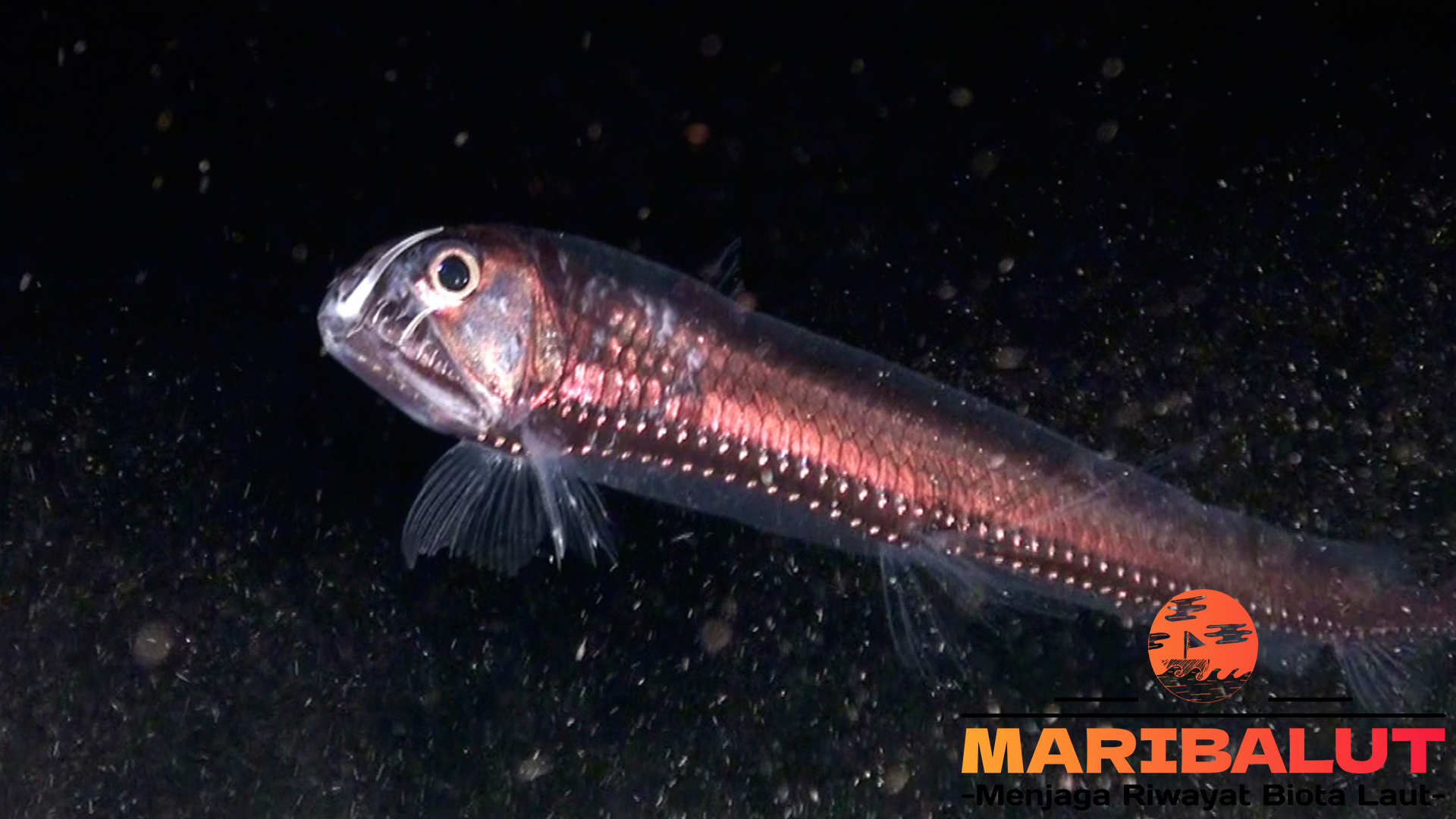 Ikan Viper Sloane: Makhluk Laut Dalam yang Menakjubkan