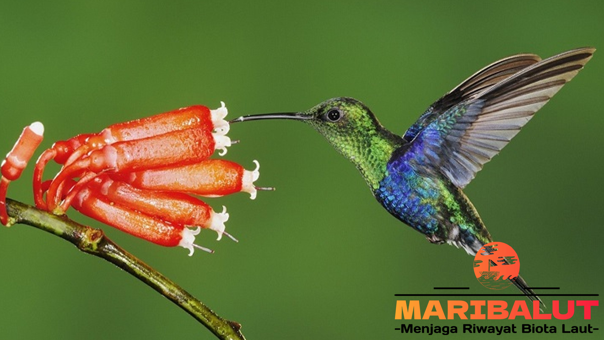 Pesona Burung Kolibri: Makhluk Kecil yang Menawan Hati
