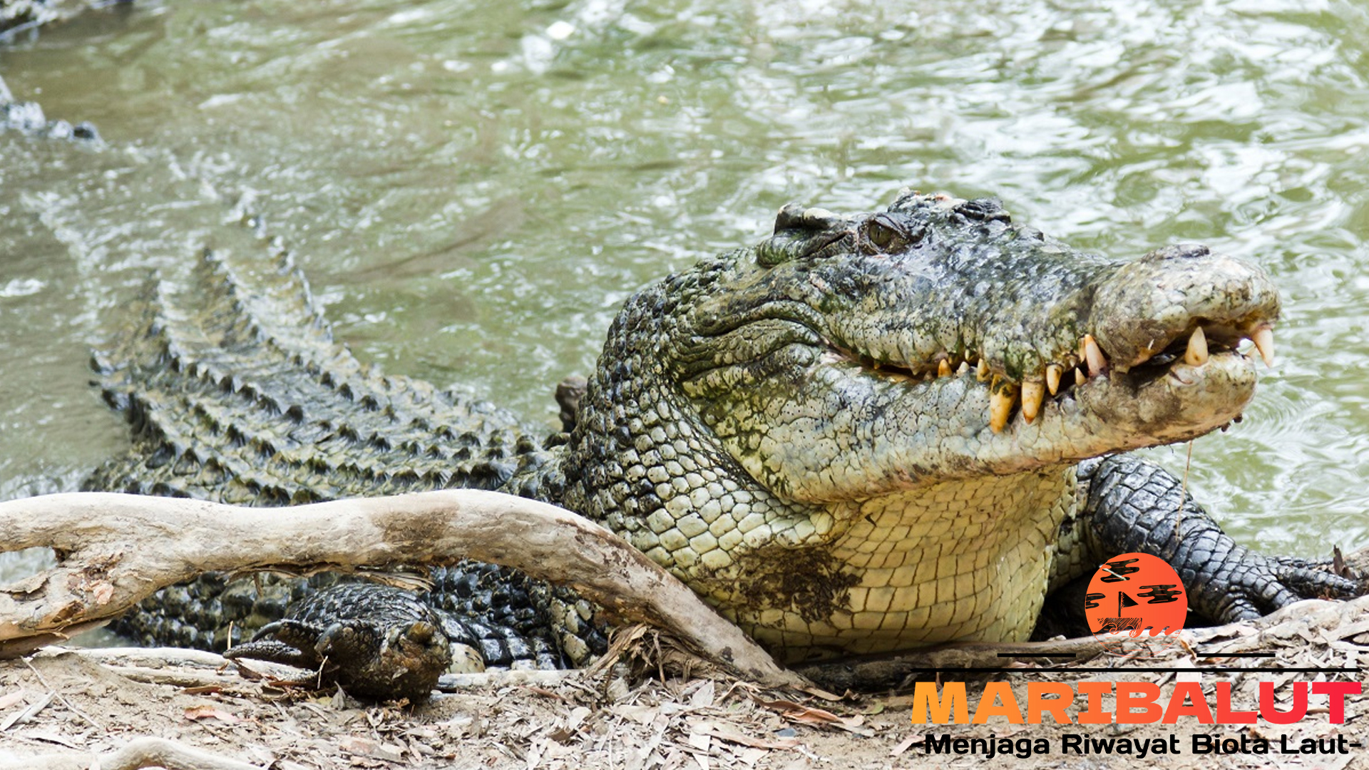 Buaya dan Perannya dalam Kehidupan Alam Liar