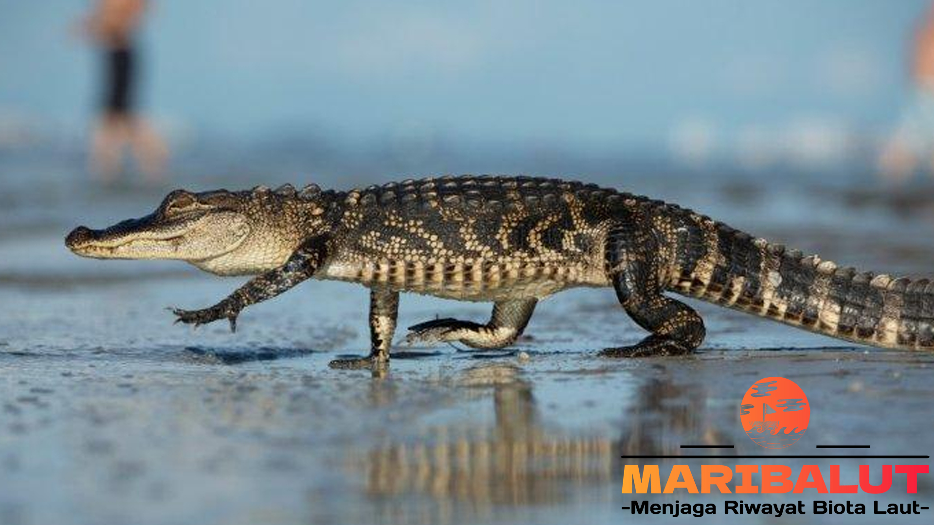 Buaya dan Perannya dalam Kehidupan Alam Liar