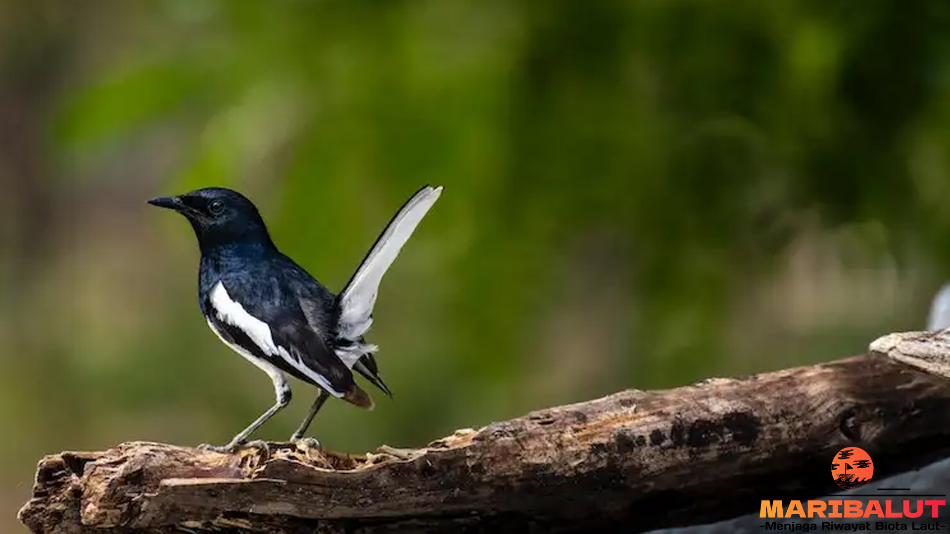 Mengenal Lebih Dekat Burung Kacer, Si Raja Pencetak Suara